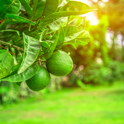 Lime, Basil &amp; Mandarin Pure Essential Oil